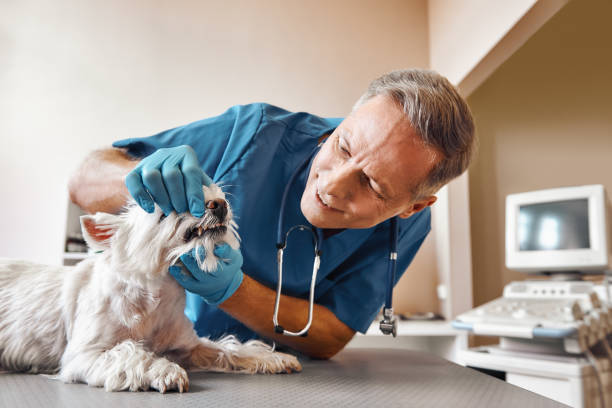 Best Cosmetic Emergency Dentistry in Abbeville, SC